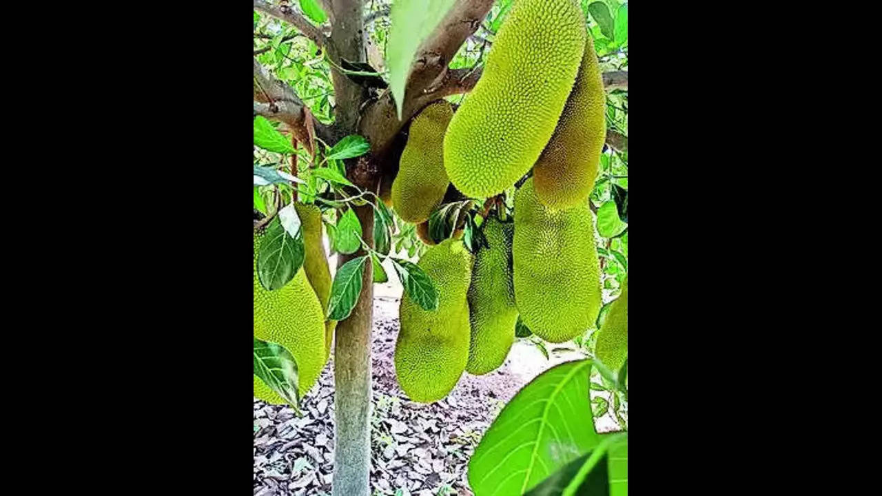 This uprooted jackfruit tree from Malleshwara back in new avatar | Bengaluru News – Times of India