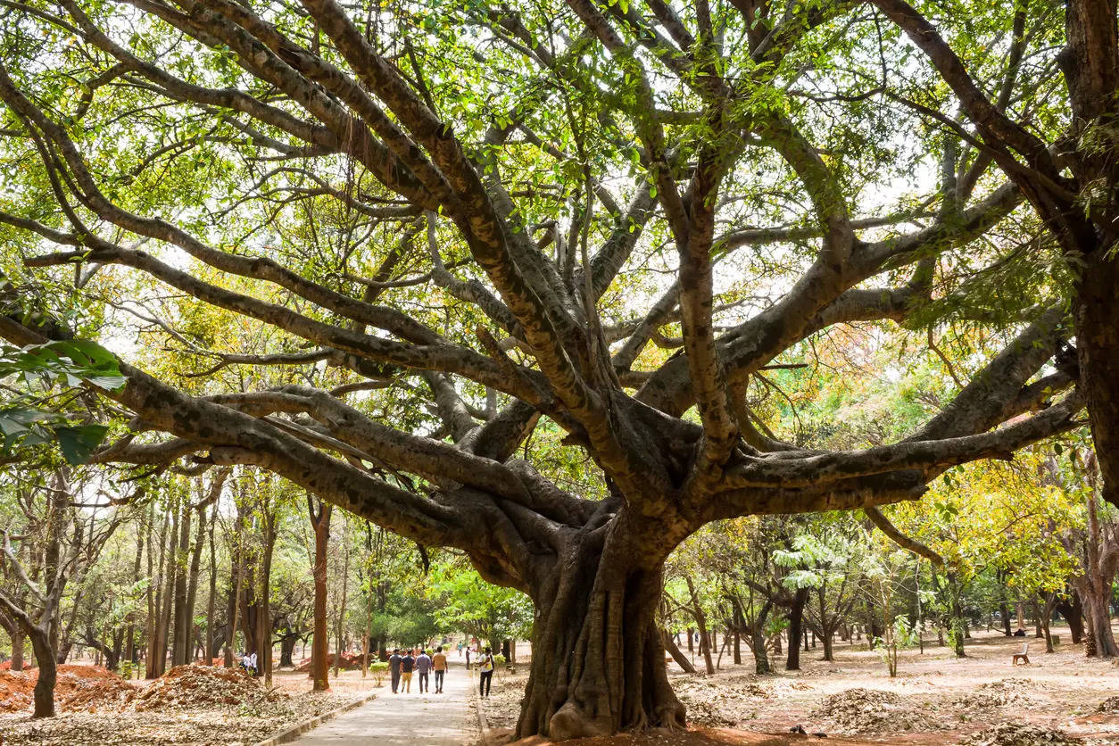 Bengaluru’s Cubbon Park is a green oasis you need to explore