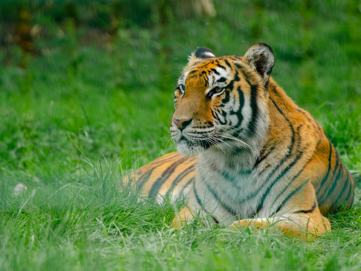 Karnataka:  Chamarajanagar all set to get a new tiger safari zone