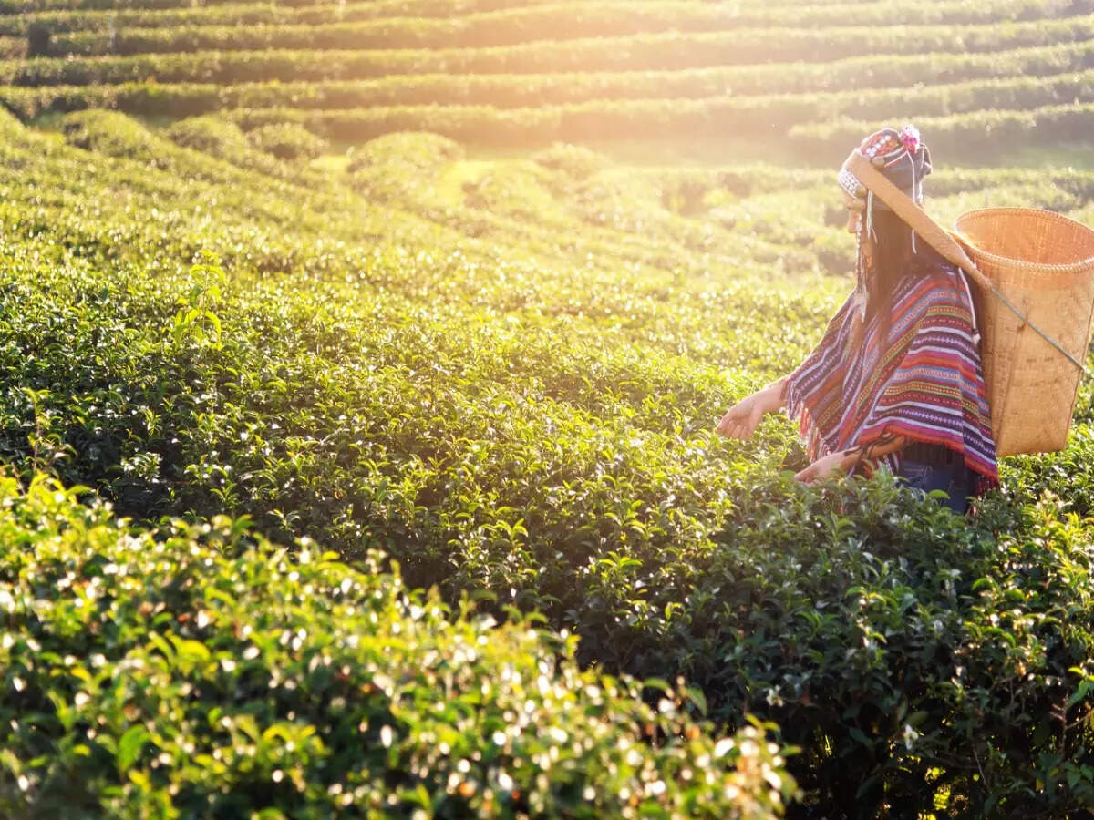 IN PICTURES: Most scenic hill stations in South India