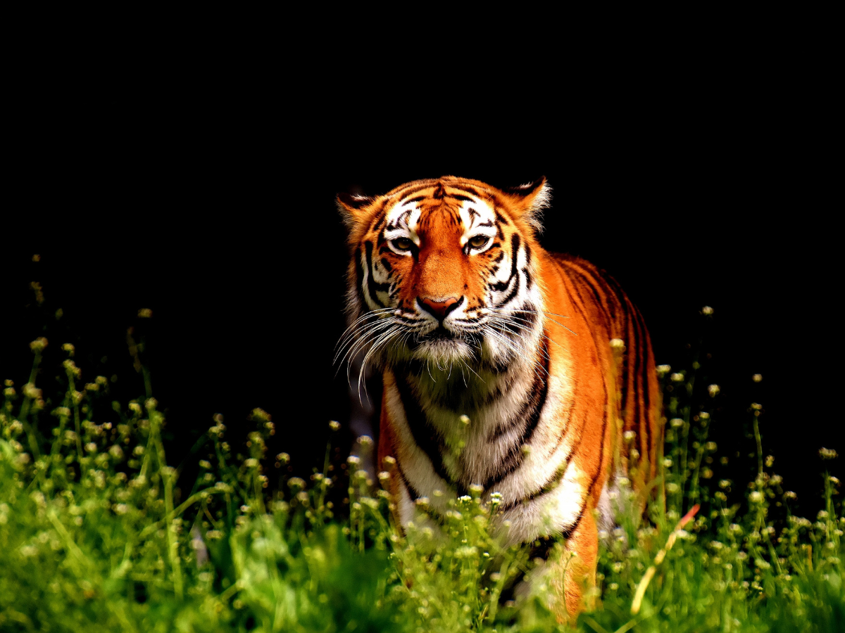 India’s famous tigers and tigresses of all times! | Times of India