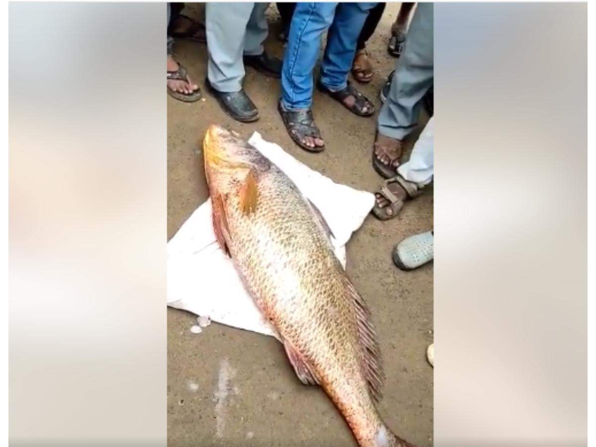 Gujarat declares 'Ghol' as the state fish – its price can fund your Europe trip!