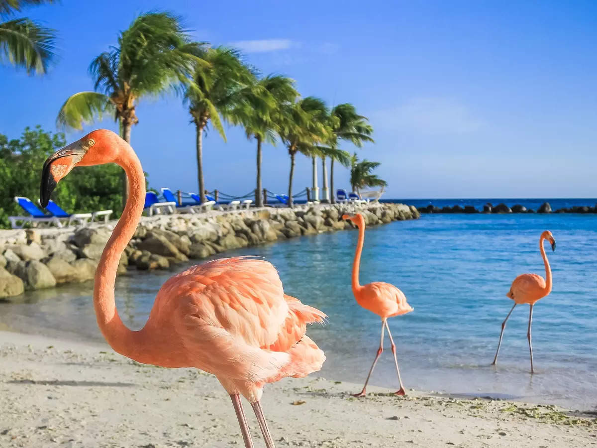 This beach in Aruba lets you spend time with flamingos!