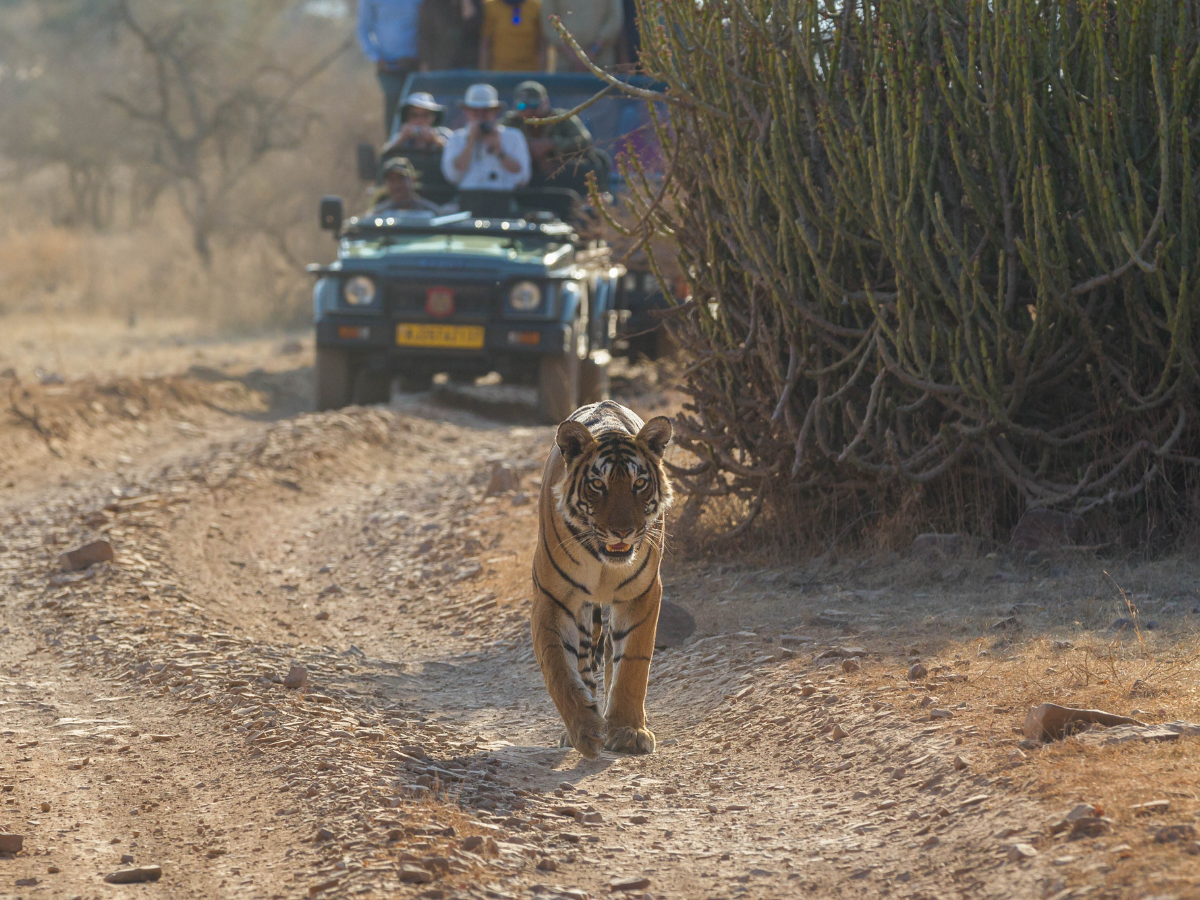 Ranthambore safari: Pick ups from hotels will no longer be available for tourists