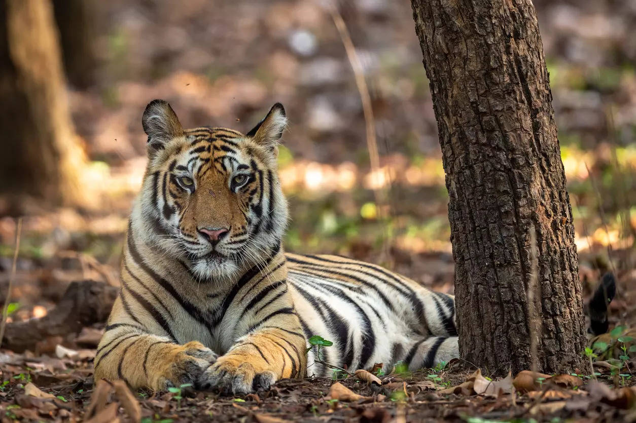 Exploring the wilderness: A guide to Pench National Park in Madhya Pradesh