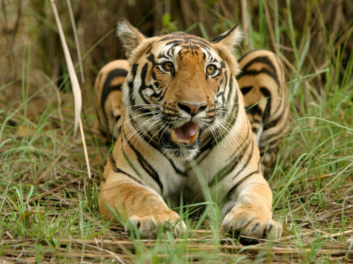 Madhya Pradesh to get country’s largest tiger reserve