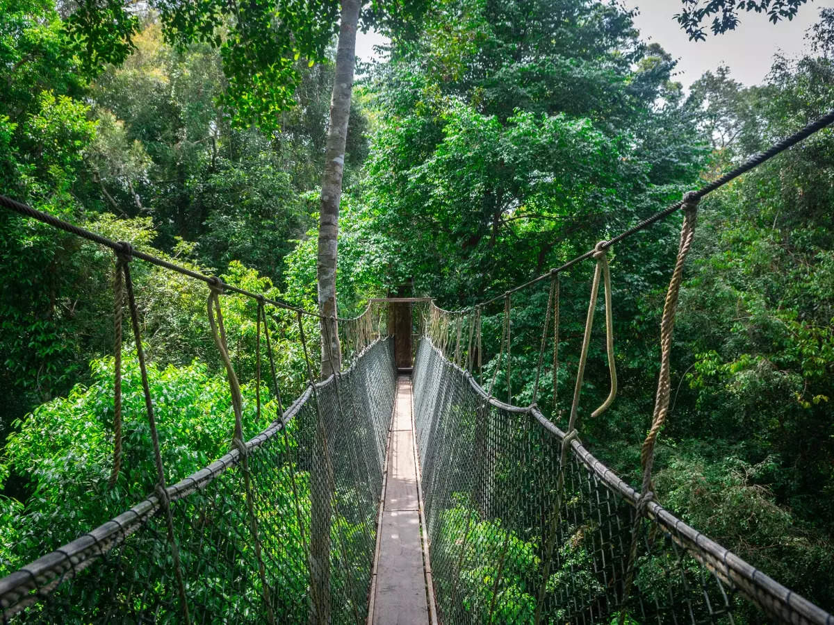 Walk the rainforest canopy in Sungai Sedim in Malaysia