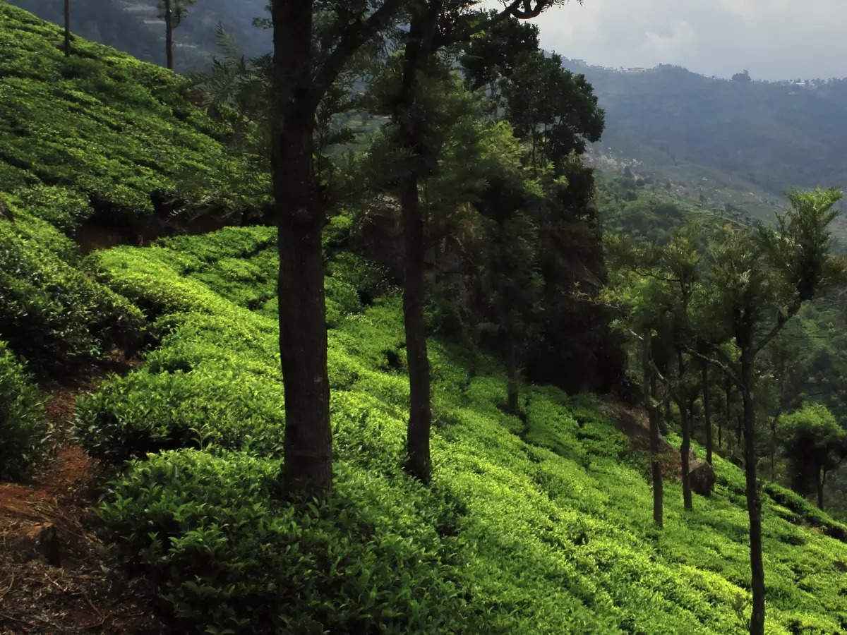 Coonoor, a tranquil retreat in the Nilgiris you need to explore