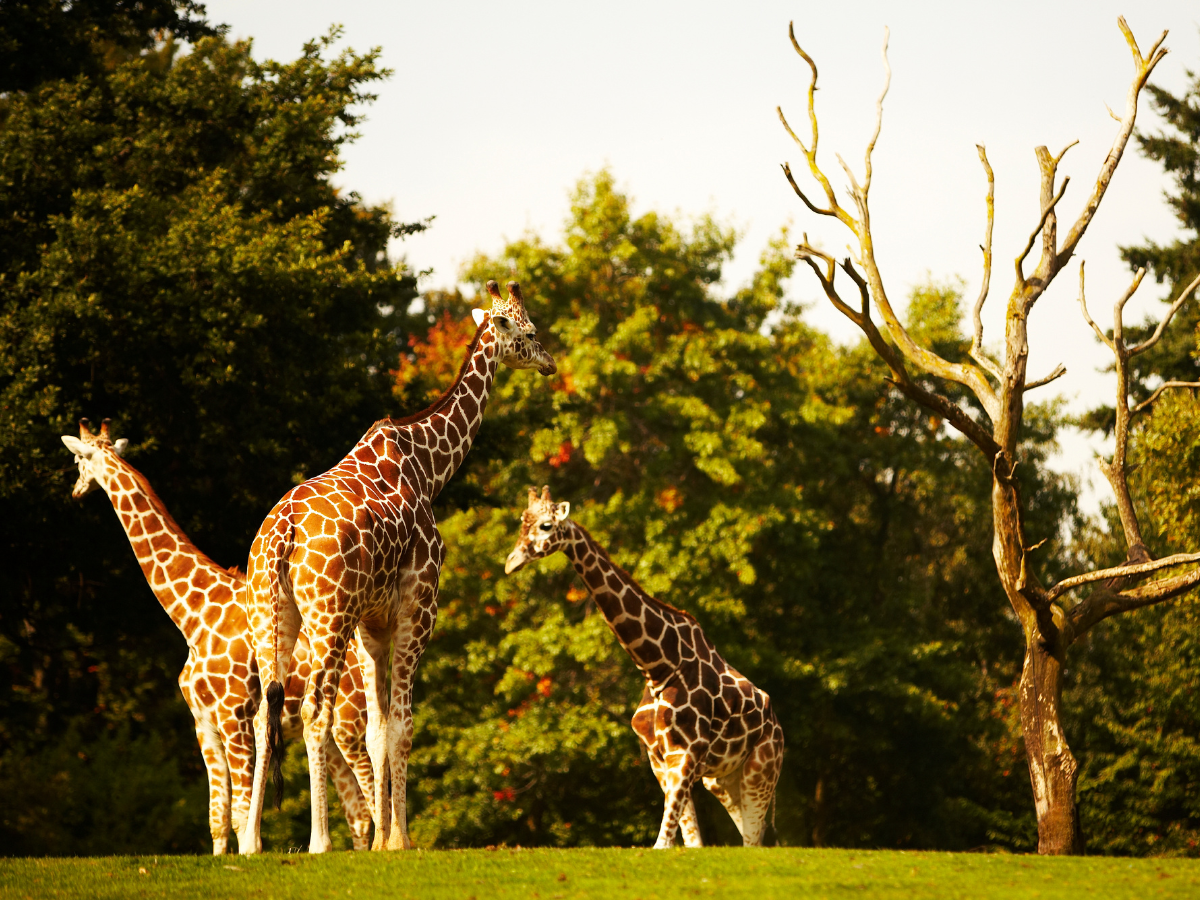 Biodiversity wonders: World's largest zoos to spot rare species