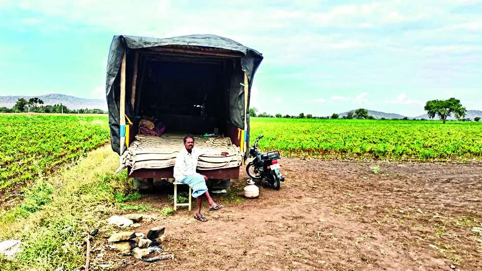 Farmers guard chilli crops in Laxmeshwar taluk