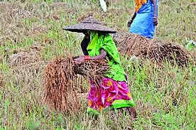 Leaves of agri staff in 5 dists cancelled till December 6