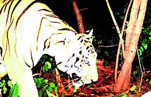 Maha tiger could move further into Satkosia: Officials