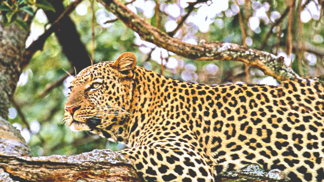 Stray ‘dog’ That Bit Boy Turns Out To Be A Leopard | Mumbai News – Times of India