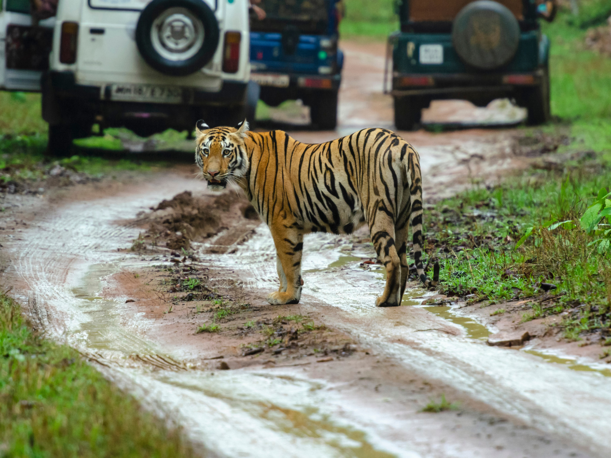 Karnataka: Chamarajanagar district welcomes its 4th tiger safari