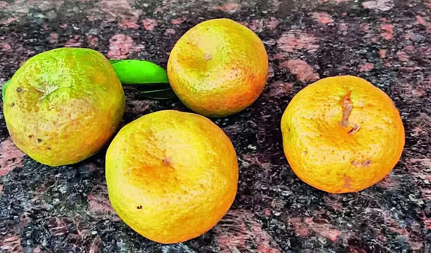 Enthusiasts join hands to conserve wild citrus variety Chittagitale