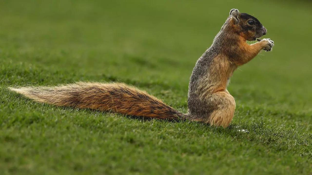 Japan zoo probes possible mass squirrel poisoning