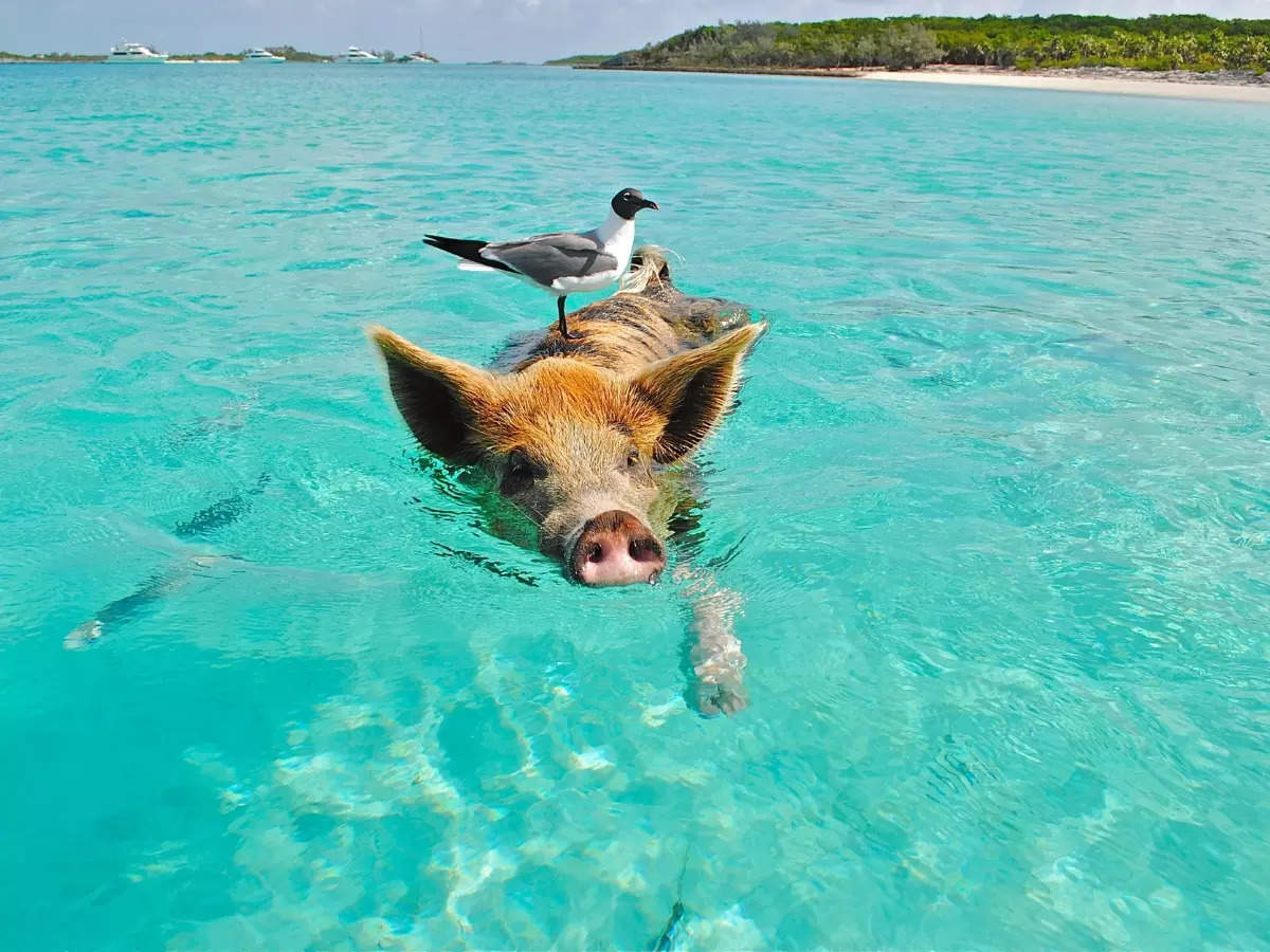 Into the water with swimming pigs of Bahamas