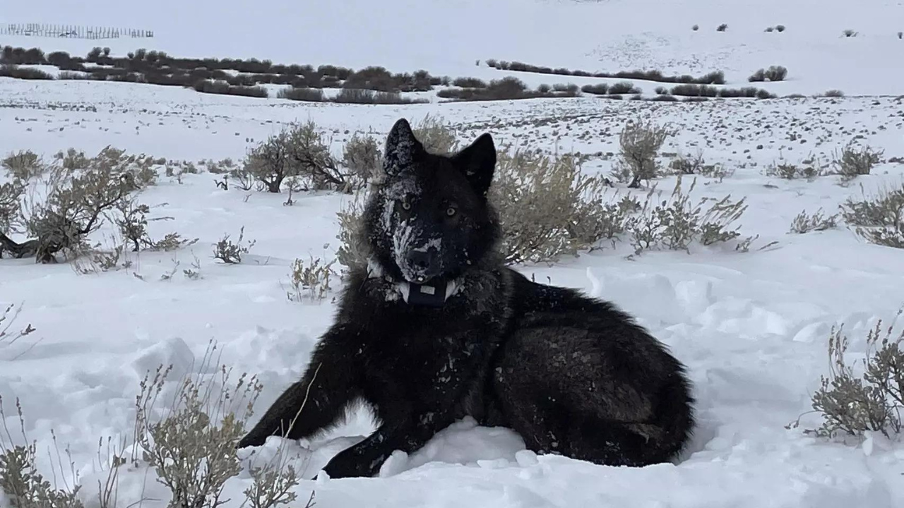 Federal judge denies cattle industry's request to temporarily halt wolf reintroduction in Colorado