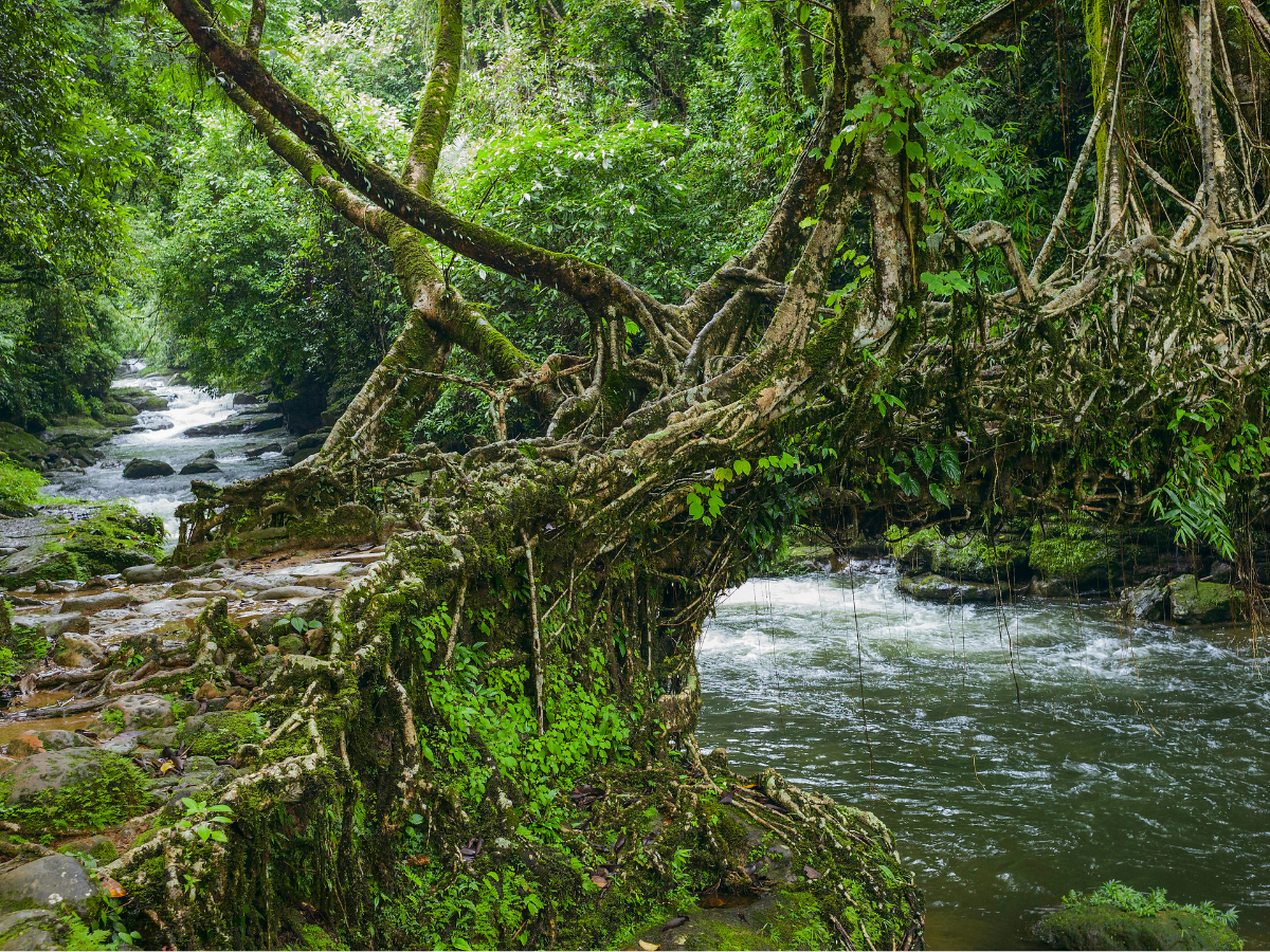 Why are these bridges in Meghalaya called the Living Root Bridges?