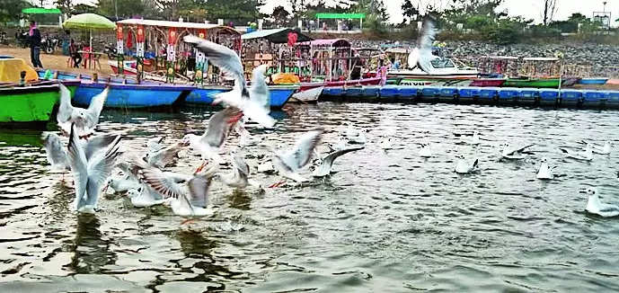 Migratory birds transform Patratu dam into tourists’ hotspot