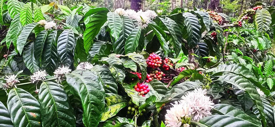 Coffee growers from Malnad report unseasonal flowering
