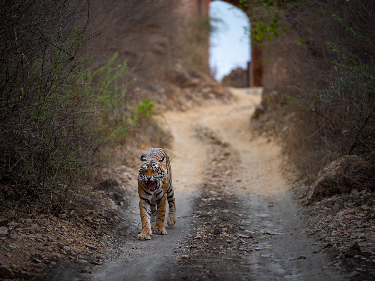 Top wildlife safari destinations in India for this winter season