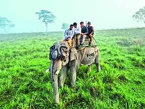 Strike off – Jumbo Safari Resumes at KNP Today | Guwahati News – Times of India