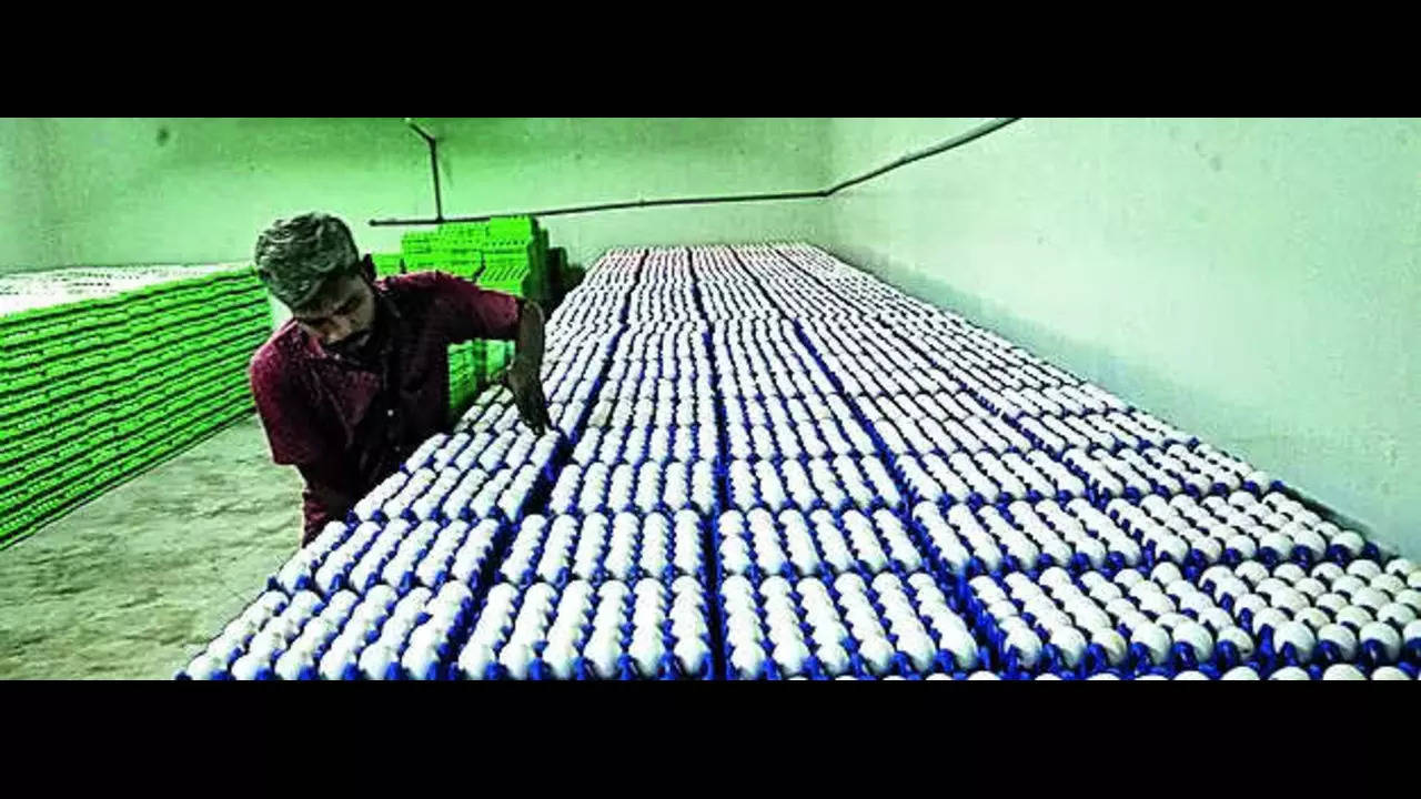 Egg prices: Rs 5.80 in Namakkal wholesale market; Rs 7 in Chennai retail market | Chennai News – Times of India