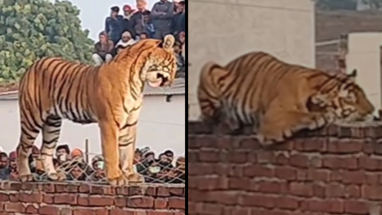 Tiger enters UP village, creates spectacle for onlookers