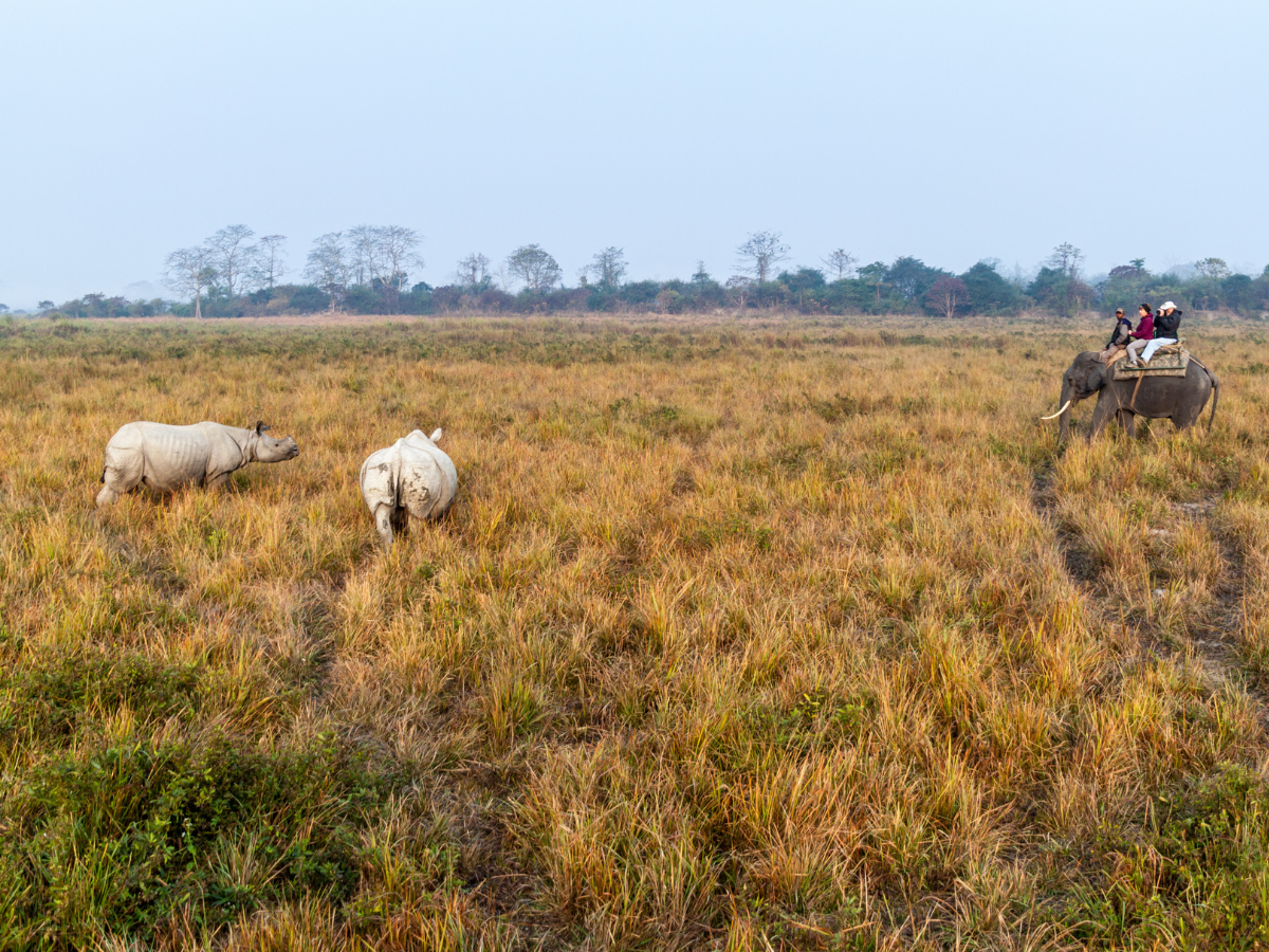 Assam: Kaziranga National Park announces indefinite suspension of elephant safari