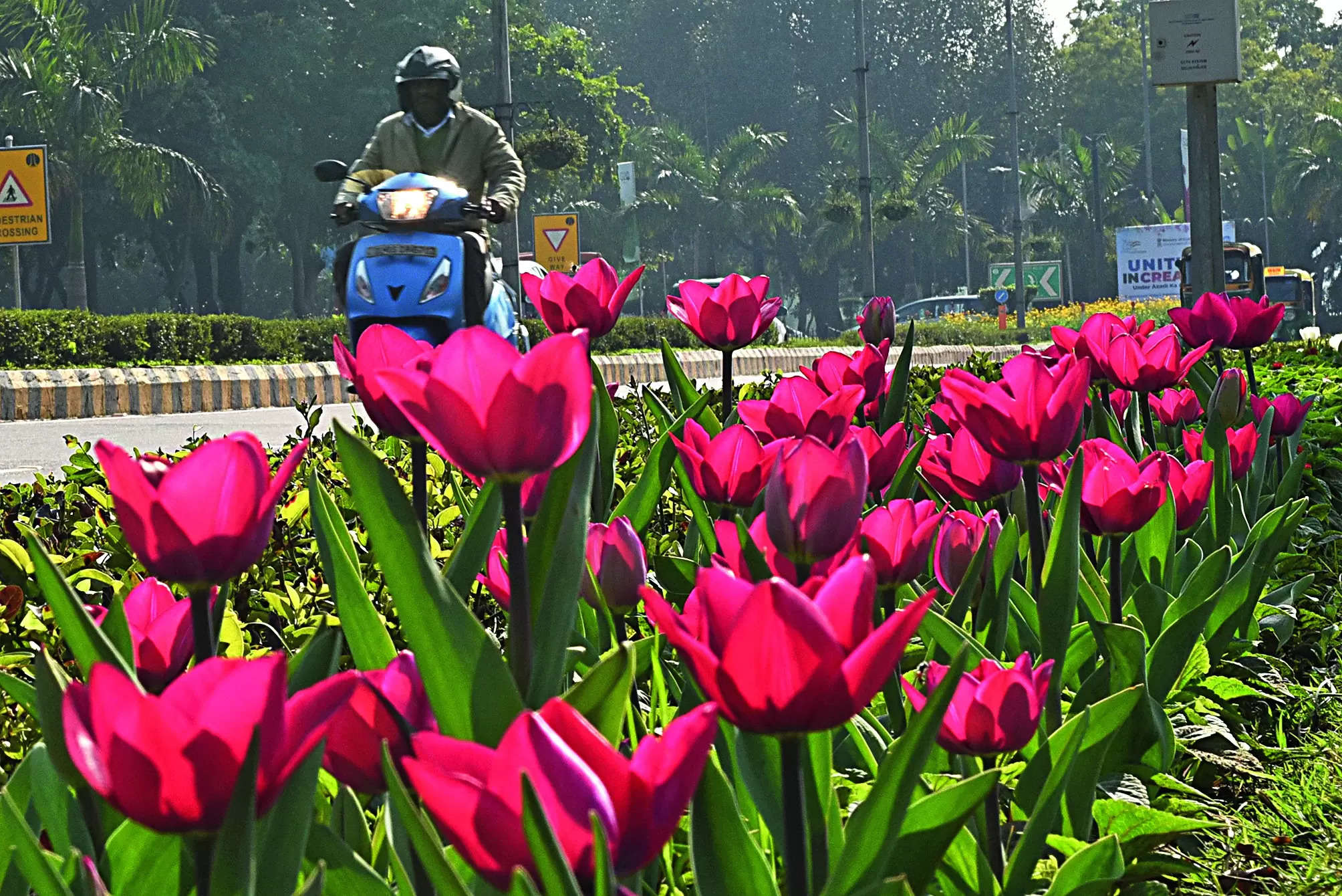 Tulips To Adorn Dda Parks This Winter Season | Delhi News – Times of India