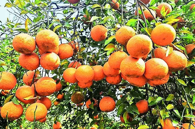 Bumper Crop Of Kinnow In Raj, But No Processing Unit | Jaipur News – Times of India