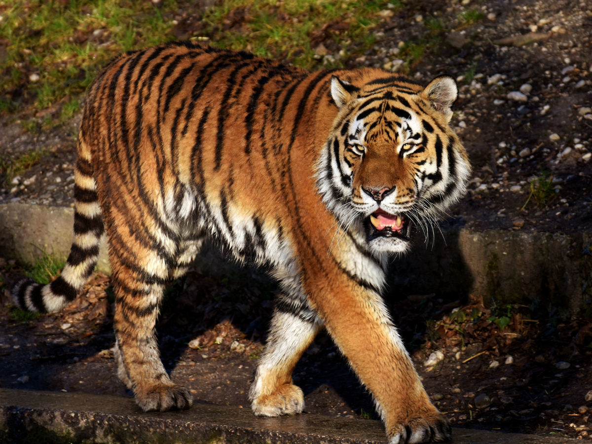 Uttar Pradesh: Tigress escapes from tiger reserve, enters village, and captivates onlookers