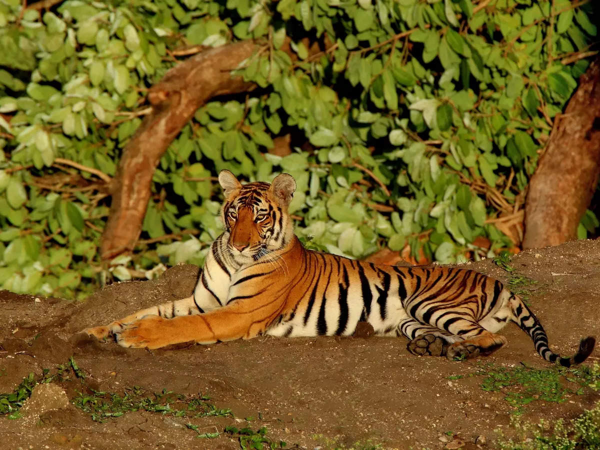 Mysuru: Gateway to Karnataka’s best wildlife experiences