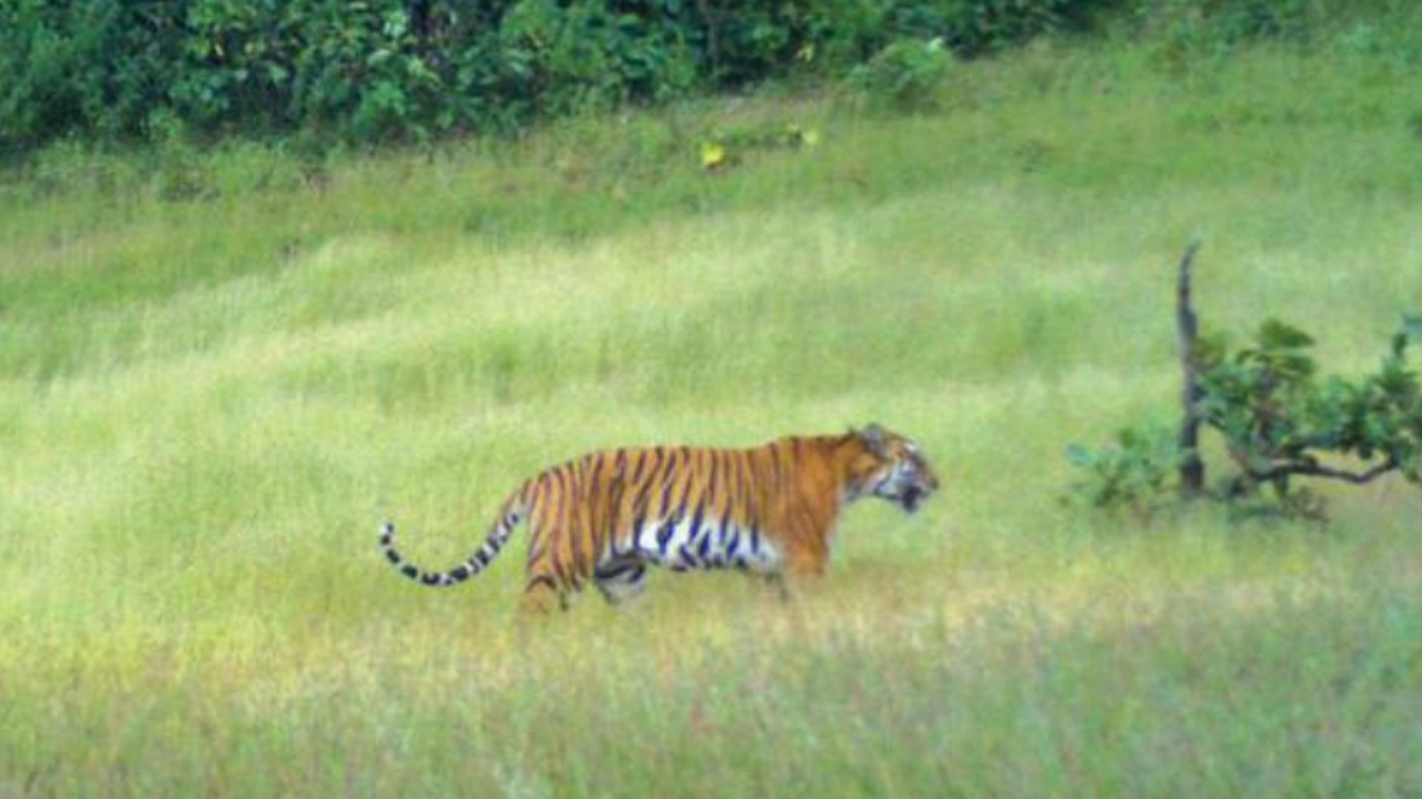 Tiger conservation experts to visit Kalasa-Bhandura site | Goa News – Times of India