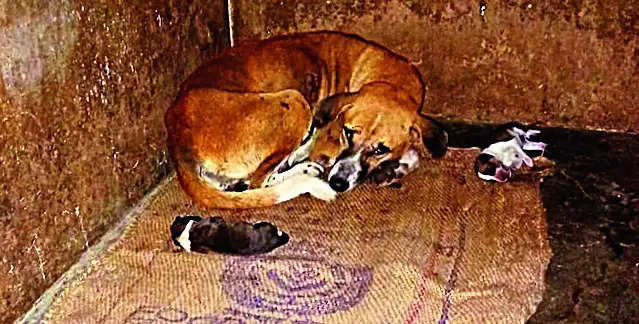 Trapped Between Walls, Dog & Puppies Rescued In 3-hr Op | Kolkata News – Times of India