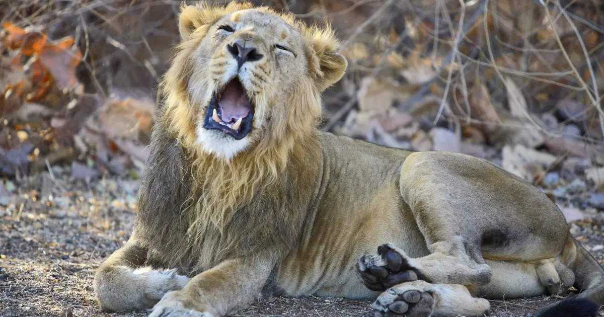 7 big cat species in India and where to spot them | Times of India