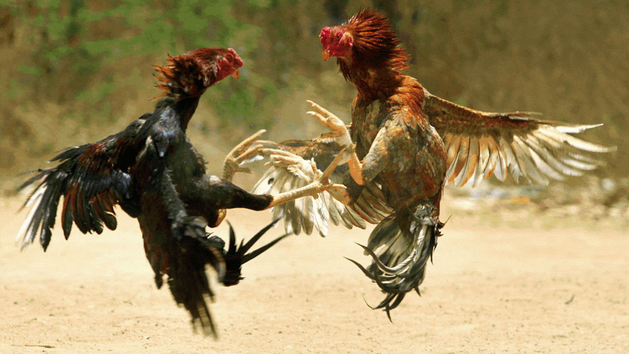 Rooster booster: Fighter cocks get Viagra dose