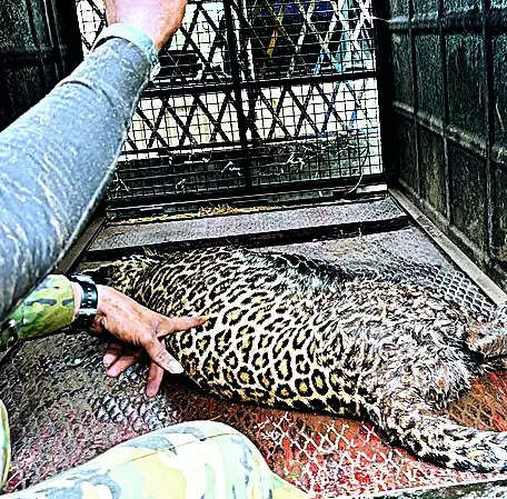 Leopard captured in Nilgiris after killing two | Coimbatore News – Times of India