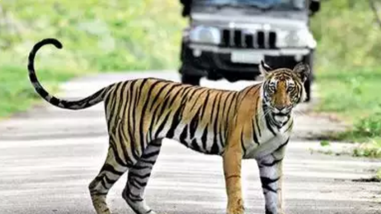 Tamil Nadu govt failed to release full funds allocated for tiger reserves: NTCA representatives | Coimbatore News – Times of India