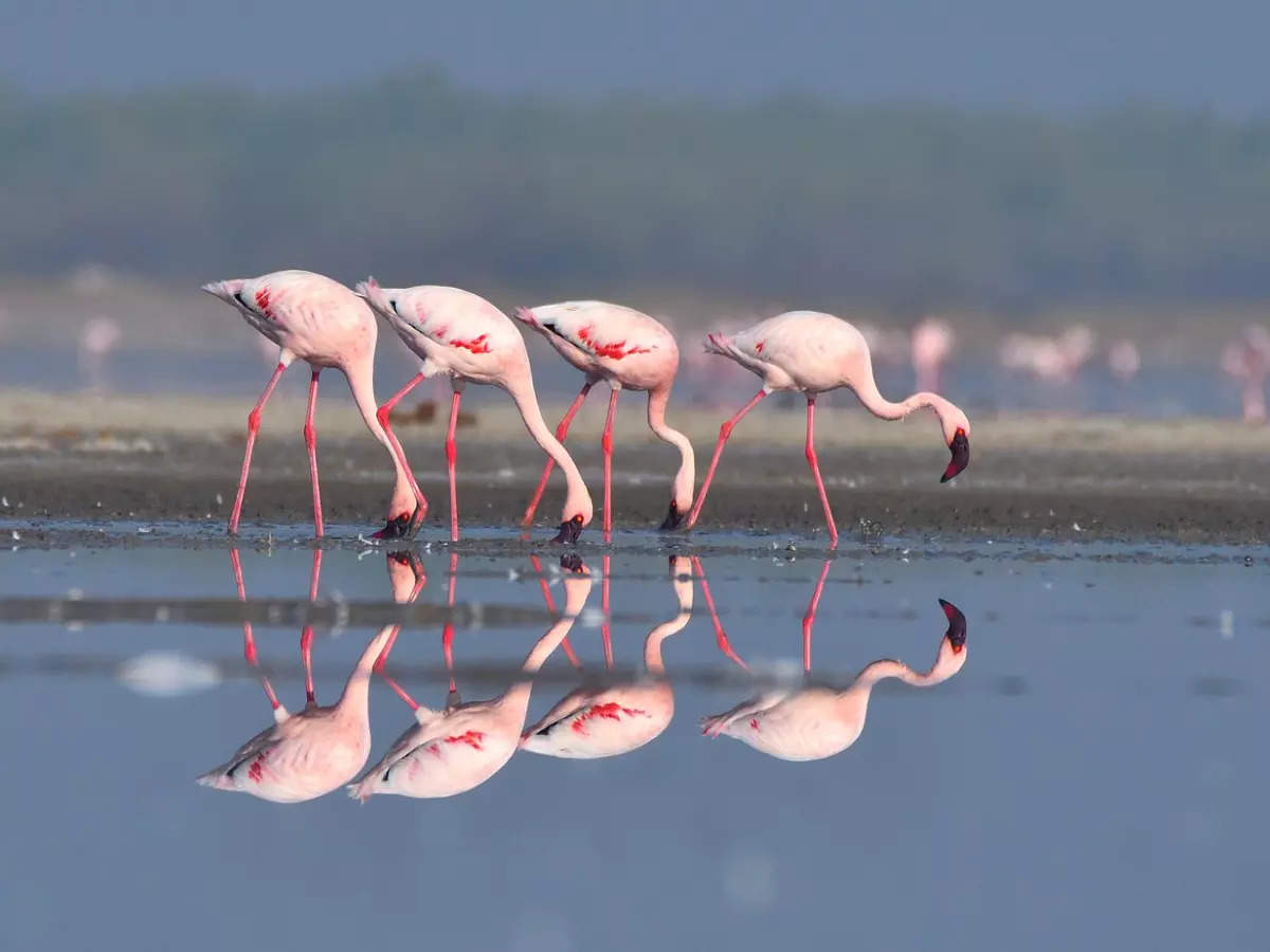 Where to spot flamingos in India?