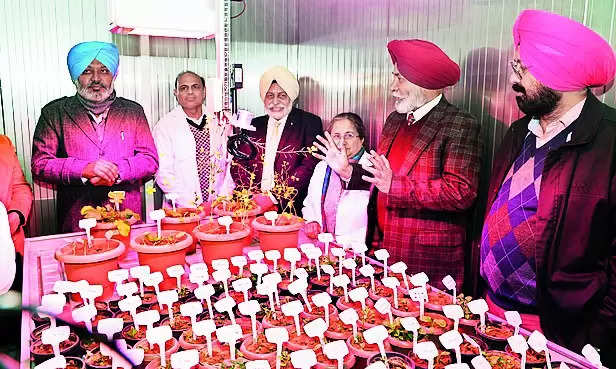 PAU gets ‘Accelbreed’ to accelerate crop timelines | Ludhiana News – Times of India