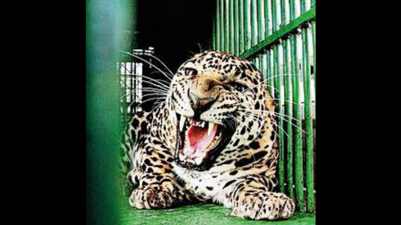 Leopard’s Cries Help Forest Officials Rescue Its Mate | Ahmedabad News – Times of India