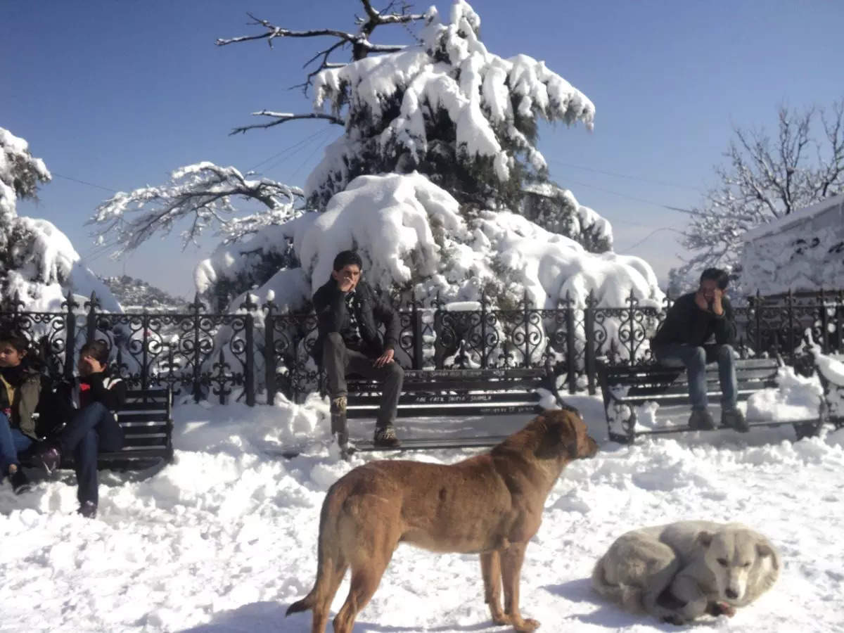 Kufri turns into a winter wonderland after receiving the first snowfall of the year!