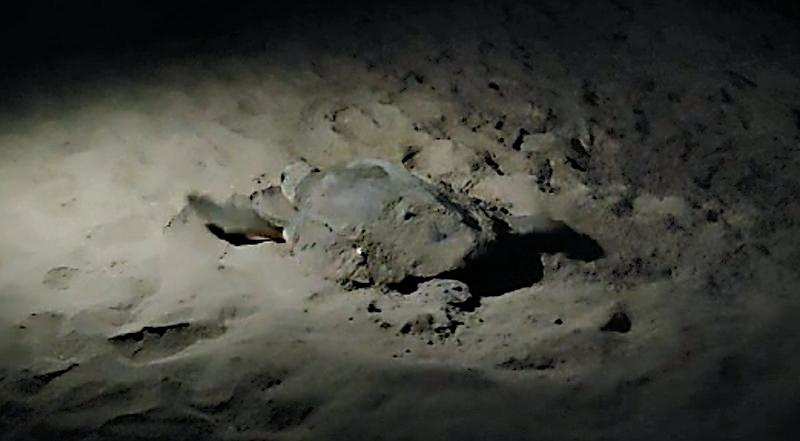 Surprise visit: Olive Ridley lays eggs at Miramar beach | Goa News – Times of India