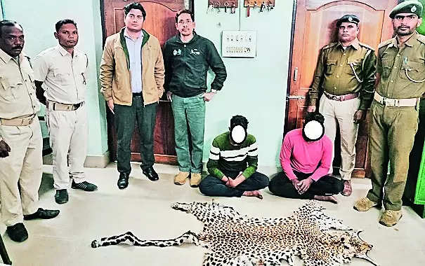 Forest Officials Arrest Two Persons With Leopard Skin | Bhubaneswar News – Times of India