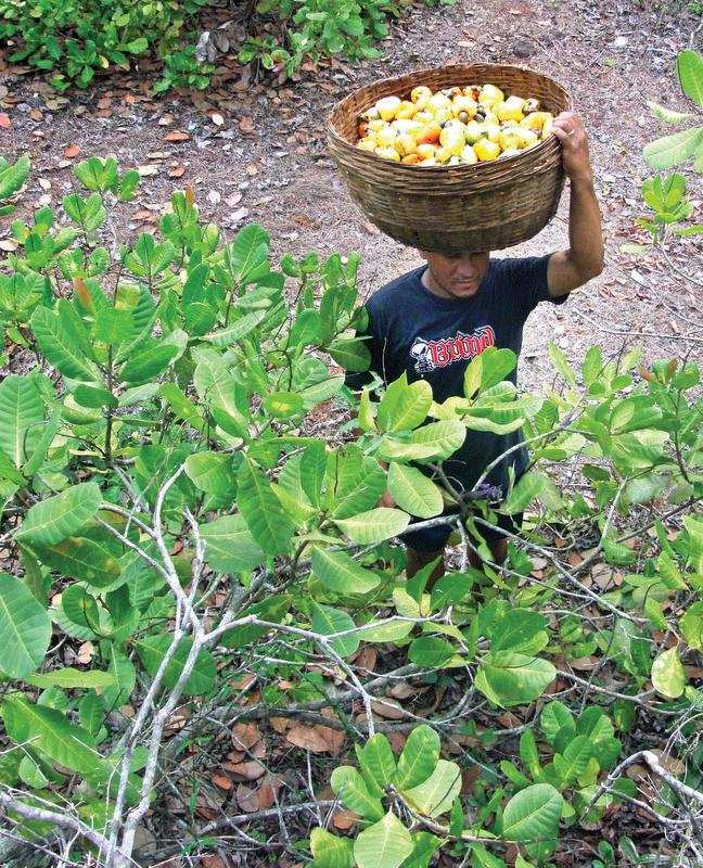 Auction of cashew zones starts tomorrow