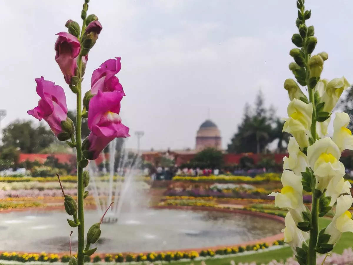 Mesmerising pics from the beautiful Amrit Udayan (Mughal Garden)