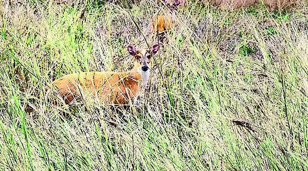 Barking deer to saunter in Ratanmahal forests again