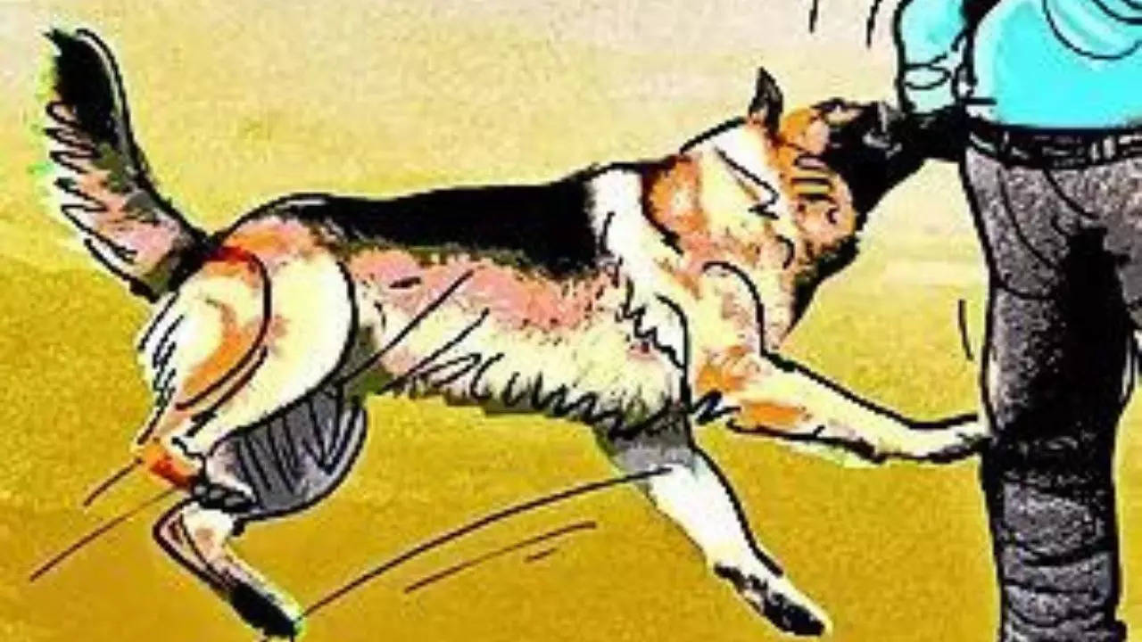 Ahmedabad Dog Owner Sentenced to 1 Year in Jail for Pet Attacks | India News